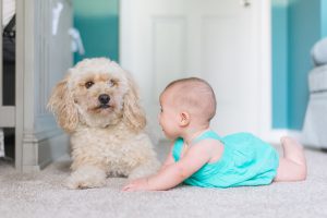 carpet cleaning - Toledo Ohio