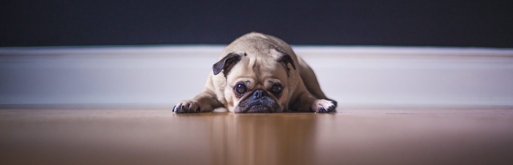 Carpet Care Tips for Pet Owners