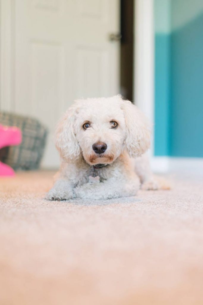 clean carpets