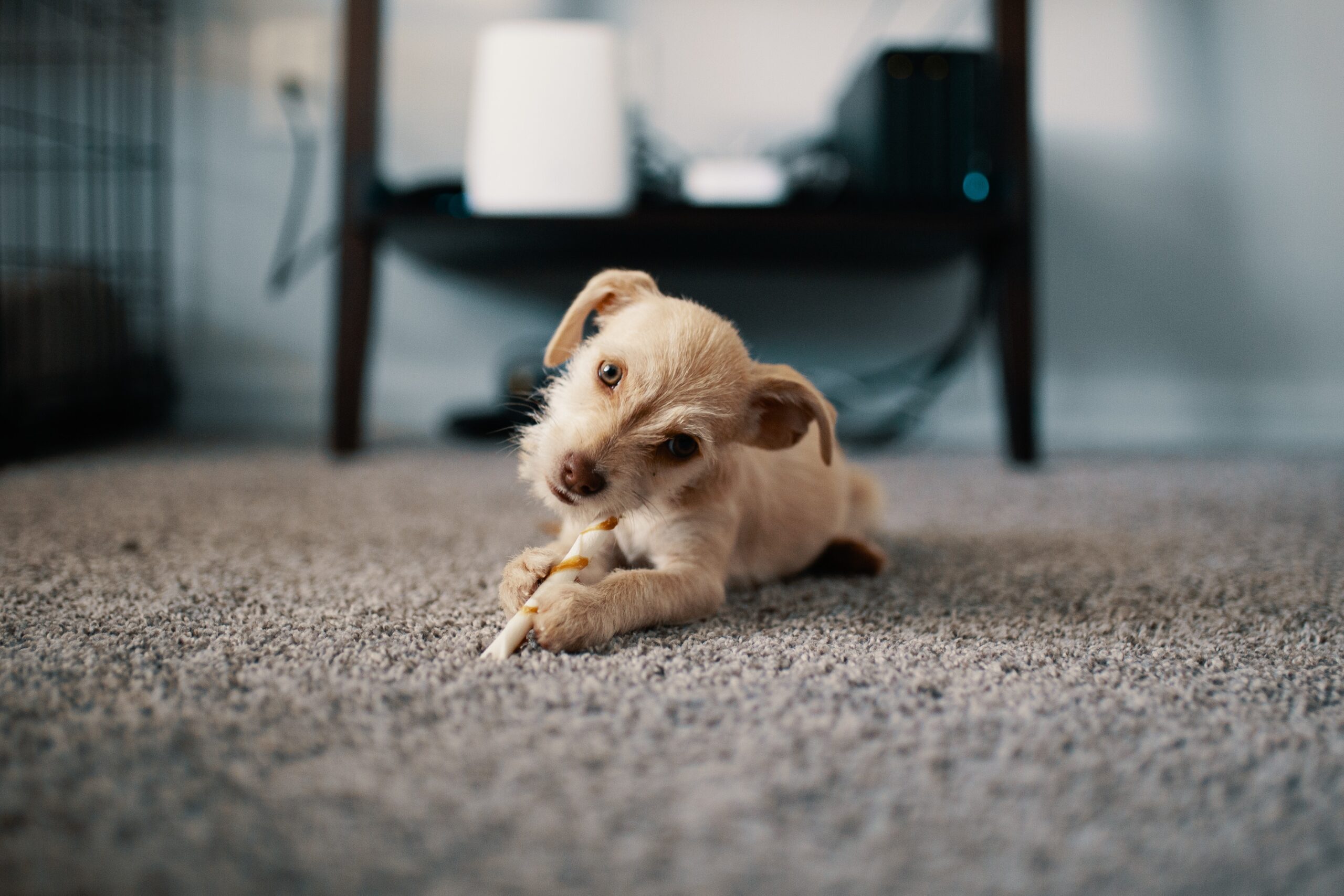 what carpet stains can professional carpet cleaners remove - professional surface restoration