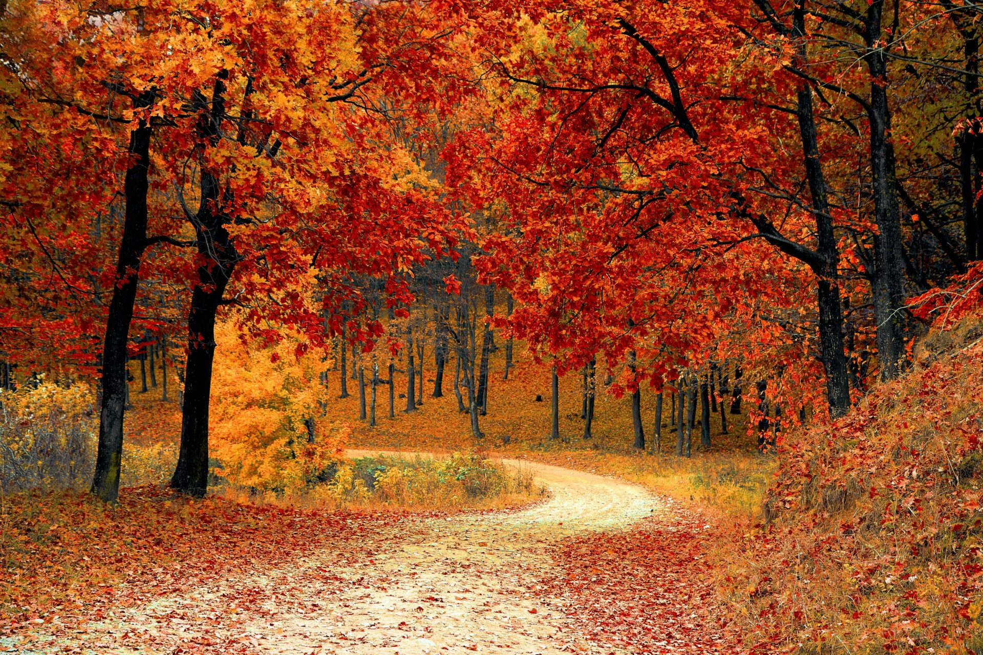 fall is the best time for professiona carpet cleaning and upholstery cleaning